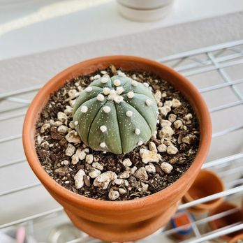 Cactus Mart - One of my recent purchases! - Nurseries & Gardening Near Me - Morongo Valley, California