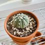 Photo of Cactus Mart
