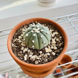 Cactus Mart - One of my recent purchases!
