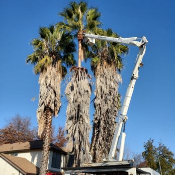 Sac Valley Precision Pruning - Tree Services Near Me