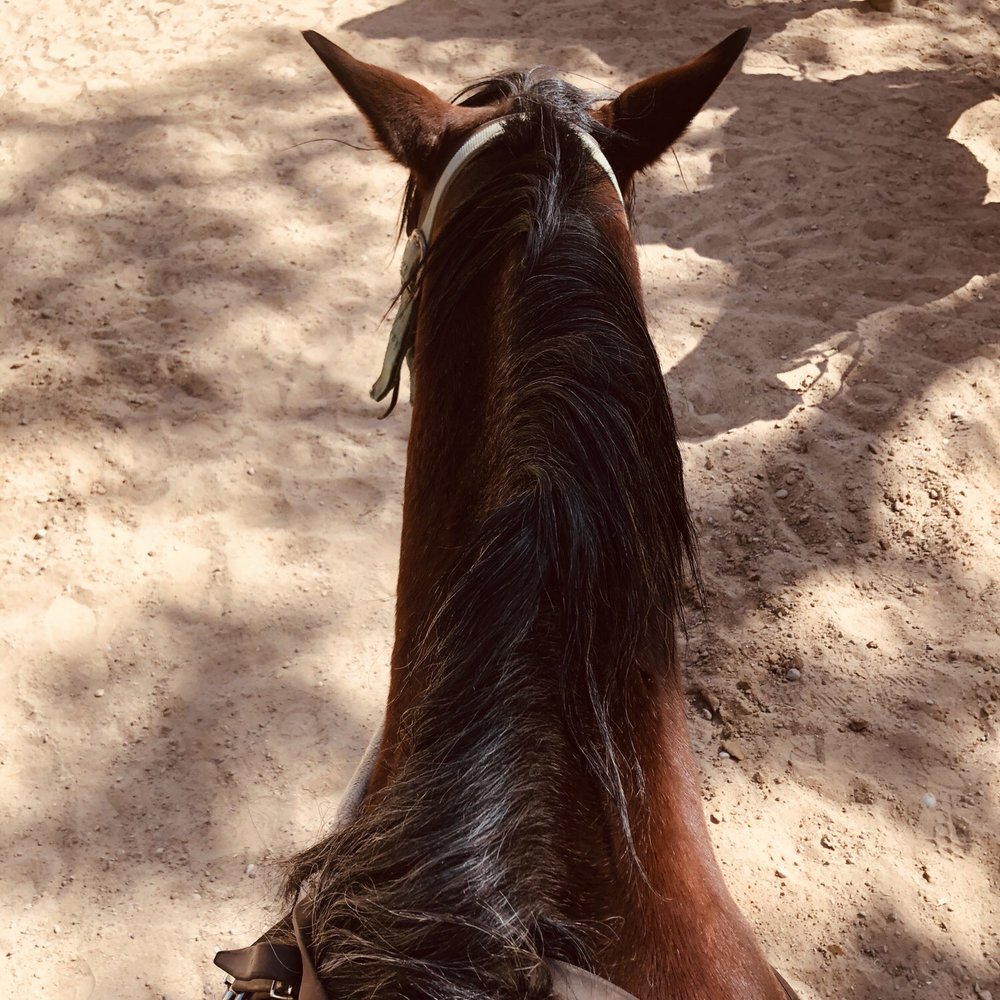 Canyon Trail Rides - Horseback Riding Near Me - Springdale, Utah Canyon Trail Rides - Horseback Riding Near Me - Springdale, Utah