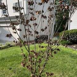Tip Top Tree Care - Tree planted 1month ago. I don't believe they removed the burlap!