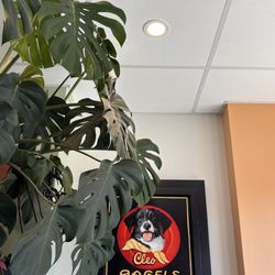 Cleo Bagels