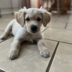 Small Animal Clinic