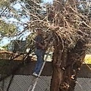 The BeeMan Live Bee Removal - Pest Control Near Me - Scottsdale, Arizona The BeeMan Live Bee Removal - Pest Control Near Me - Scottsdale, Arizona