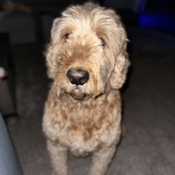 Waggin Tails Pet Salon - GoldenDoodle Grooming