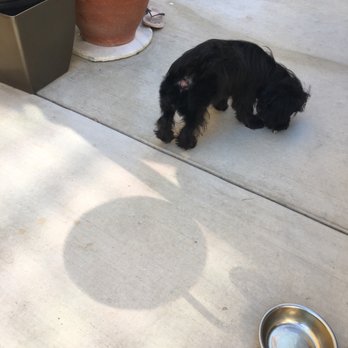 PetSmart - Pet Training Near Me - Hawthorne, California