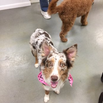Petcetera - Pet Groomers Near Me - Kansas City, Missouri