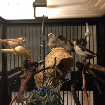 PetSmart - Here's a better closeup of the birds. Pretty interesting - Pet Training Near Me - Tampa, Florida PetSmart - Here's a better closeup of the birds. Pretty interesting - Pet Training Near Me - Tampa, Florida