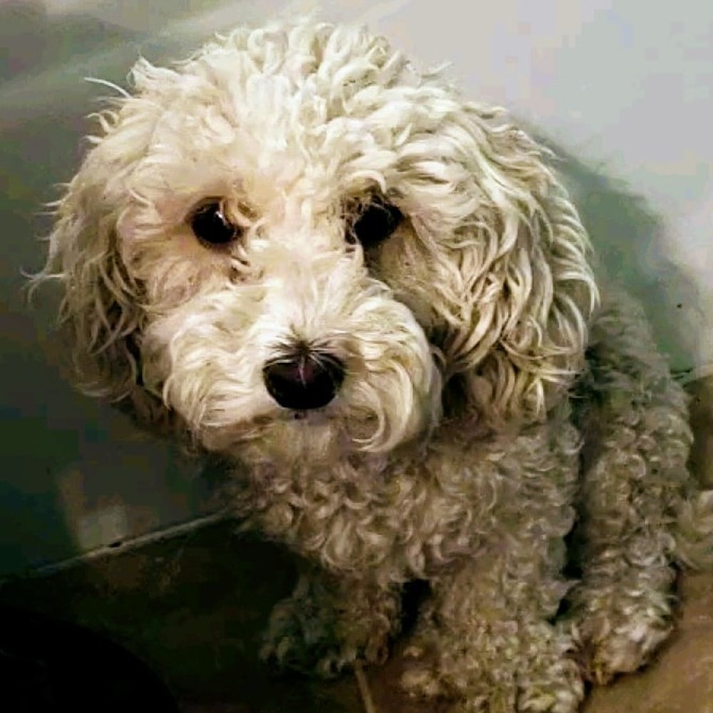 Ghost Town Dog Rescue - Animal Shelters Near Me - Mesa, Arizona