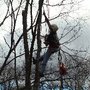 Photo of McDaniel Tree Services
