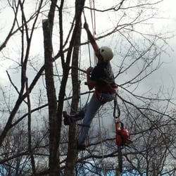 McDaniel Tree Services