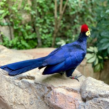 Discovery Cove - Amusement Parks Near Me - Orlando, Florida
