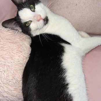 Associated Humane Societies - Community Service/Non-Profit Near Me - Newark, New Jersey