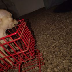 Grocery Outlet