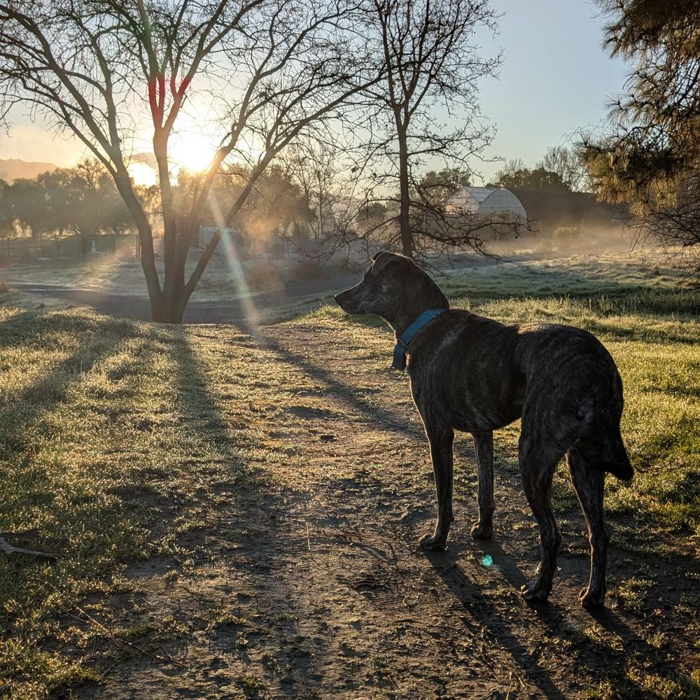 A Better Chance Rescue - Pet Adoption Near Me