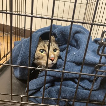 Alta Mesa Animal Hospital - My little scardy cat. Thank you Alta Animal Hospital for taking care of Laser for us! - Veterinarians Near Me - Mesa, Arizona