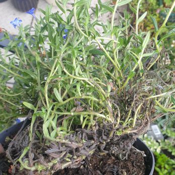 Gardening Express - Gardeners Near Me - Chelmsford, ESS