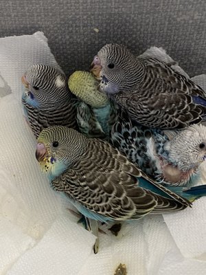 Birds & More by null