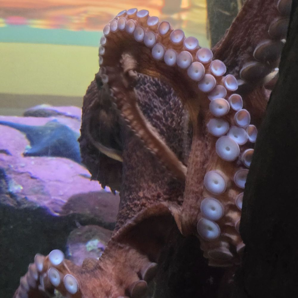 Seattle Aquarium - Octopus - Aquariums Near Me - Seattle, Washington Seattle Aquarium - Octopus - Aquariums Near Me - Seattle, Washington
