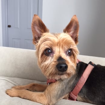 Sandy Paws Pet Care - Dog Walkers Near Me Sandy Paws Pet Care - Dog Walkers Near Me