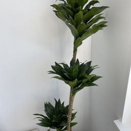 Dracaena Compacta
