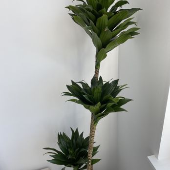 Léon & George - Dracaena Compacta - Nurseries & Gardening Near Me