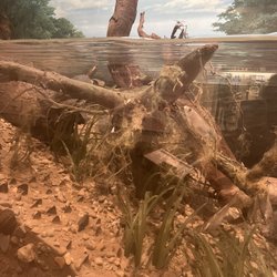 Illinois State Museum - Aquatic exhibit