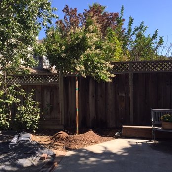 Moon Valley Nurseries - White crepe myrtle in back yard - Nurseries & Gardening Near Me - Phoenix, Arizona Moon Valley Nurseries - White crepe myrtle in back yard - Nurseries & Gardening Near Me - Phoenix, Arizona
