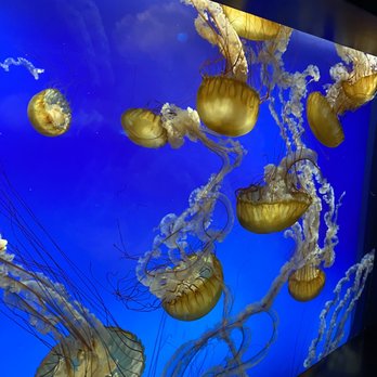 Aquarium Pyramid - Jelly fish - Aquariums Near Me - Galveston, Texas Aquarium Pyramid - Jelly fish - Aquariums Near Me - Galveston, Texas