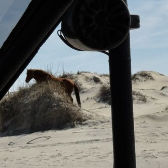 Wild Horse Adventure Tours - Horse grazing - Tours Near Me - Corolla, North Carolina