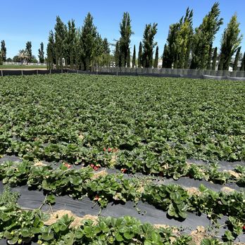 Byron Growers - Pick Your Own Farms Near Me - Byron, California