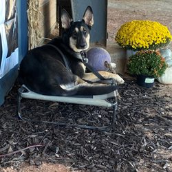 Off Leash K9 Training Texas - Mya at a horse show
