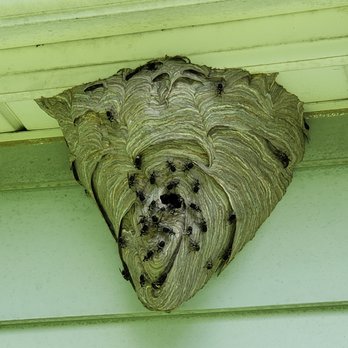 Enviro-Tech Pest Services - Hornet nest - Pest Control Near Me - Woodbridge, Virginia