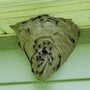 Photo of Enviro-Tech Pest Services