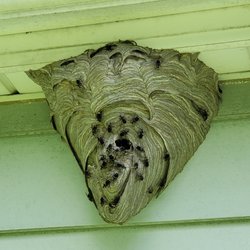 Enviro-Tech Pest Services - Hornet nest