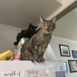 City Dogs & City Kitties Rescue