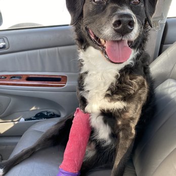 Longevity Veterinary Center - My happy girl who loves Dr.Gerry! - Veterinarians Near Me - Whippany, New Jersey