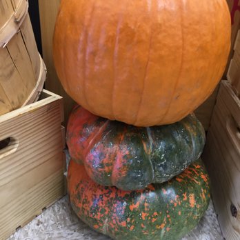 Trader Joe's - Pumpkins - Grocery Near Me - Henderson, Nevada