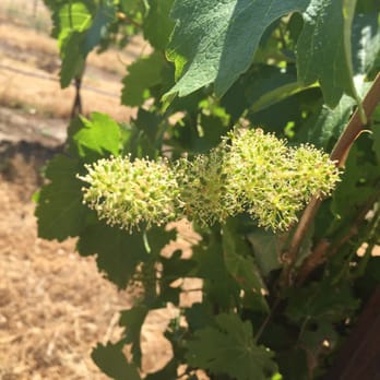 Domaine Degher - These will be grapes soon - Wine Tasting Room Near Me - Paso Robles, California