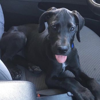 Bold & Brave Tattoo Parlor - my great dane as a puppy - Tattoo Near Me - Houston, Texas Bold & Brave Tattoo Parlor - my great dane as a puppy - Tattoo Near Me - Houston, Texas