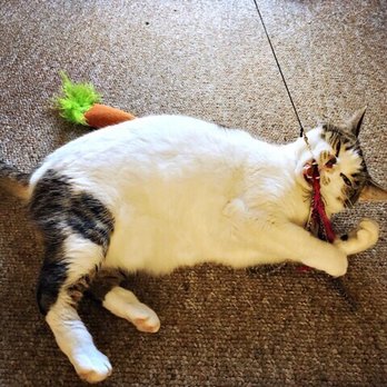 Kitty Corner Cat Sitting - Spotty enjoying playtime with Tracy (note: Tracy was so sweet and gifted this toy to my girls - thank you!!!) - Pet Sitting Near Me