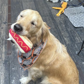 Peacekeeper - Tabasco (resident furbaby) + Tater Tot - Cocktail Bars Near Me - San Francisco, California Peacekeeper - Tabasco (resident furbaby) + Tater Tot - Cocktail Bars Near Me - San Francisco, California
