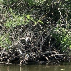 Cane River Queen River Boat - Wildlife of all sorts. We saw birds, turtles, alligators.