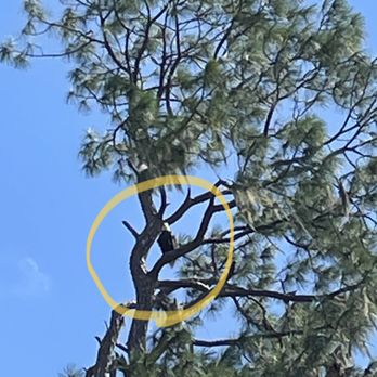 Premier Boat Tours - Bald Eagle - Boat Tours Near Me - Mount Dora, Florida