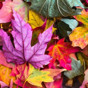 ChiroDynamic - Thankful for the Colors in Our Lives... Happy Thanksgivings! - Chiropractors Near Me - Kirkland, Washington