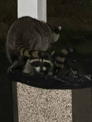 Oakhurst Lodge by null