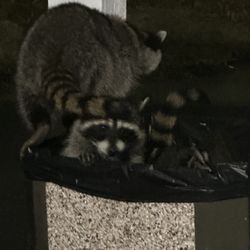 Oakhurst Lodge - Raccoons in trash can.