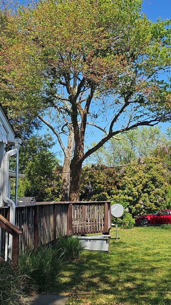 L&J Morales Tree Service & Landscaping - tree service in Edgewater, MD