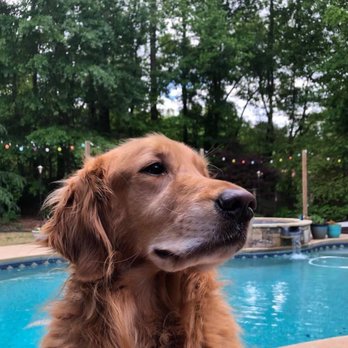 Pet Loss At Home - Home Euthanasia Vets - Our boy during healthier days - Veterinarians Near Me